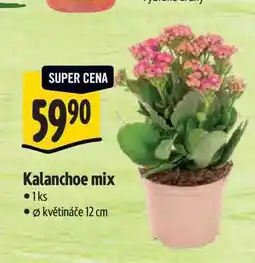 Albert Kalanchoe mix, pr. květináče 12 cm nabídka