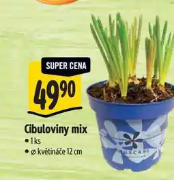 Albert Cibuloviny mix, pr. květináče 12 cm nabídka