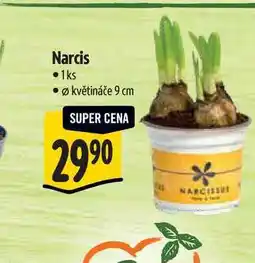 Albert Narcis, pr. květináče 9 cm nabídka