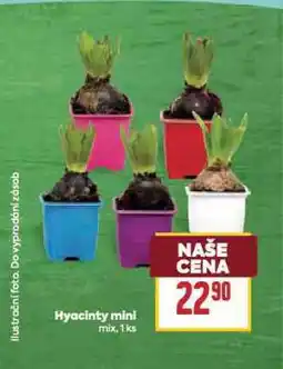 Billa Hyacint mini nabídka