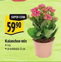 Albert Kalanchoe mix nabídka