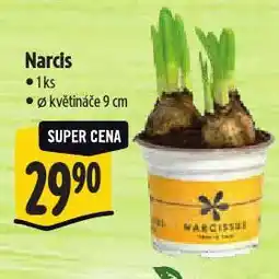 Albert Narcis nabídka