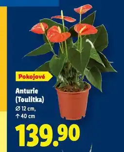 Lidl Anturie nabídka