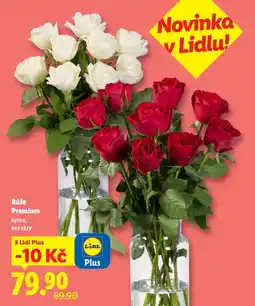 Lidl Růže premium nabídka