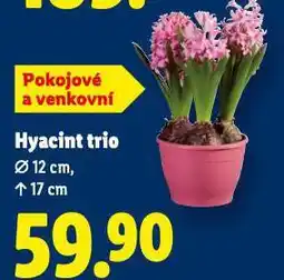 Lidl Hyacint trio nabídka