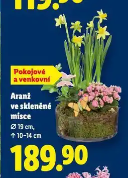 Lidl Aranž ve skleněné misce nabídka