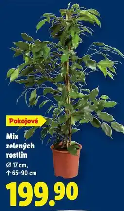 Lidl Mix zelených rostlin nabídka