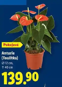 Lidl Anturie (Toulitka) nabídka