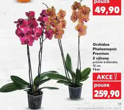 Kaufland Orchidea phalaenopsis nabídka