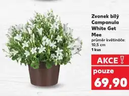Kaufland Zvonek bílý campanula white get mee nabídka