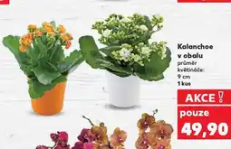 Kaufland Kalanchoe v obalu nabídka