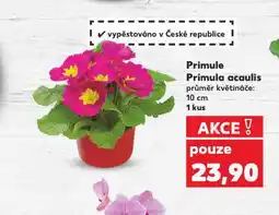 Kaufland Primule primula acaulis nabídka