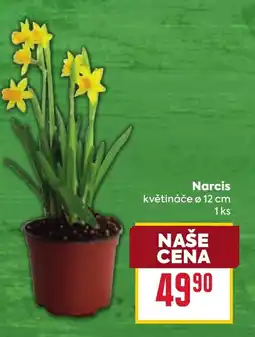 Billa Narcis nabídka