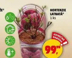Penny Market Hortenzie latnatá nabídka