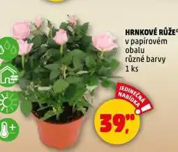 Penny Market Hrnkové růže nabídka