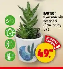 Penny Market Kaktus nabídka