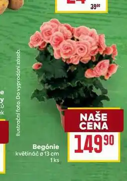 Billa Begónie květináč Ø 13 cm 1ks nabídka