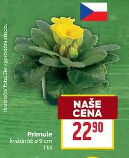 Billa Primule květináč o 9 cm 1ks nabídka