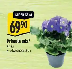 Albert Primula mix, pr. květináče 12 cm nabídka