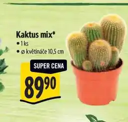 Albert Kaktus mix, pr. květináče 10,5 cm nabídka