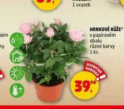 Penny Market HRNKOVÉ RŮŽE, 1 ks nabídka