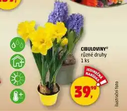 Penny Market CIBULOVINY, 1 ks nabídka
