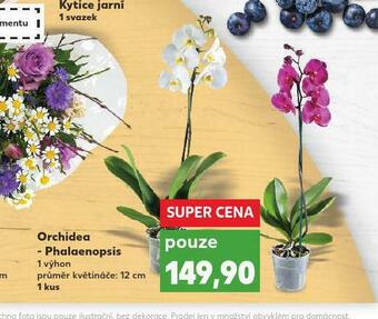 Kaufland Orchidea - phalaenopsis nabídka