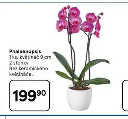 Tesco Orchidea - phalaenopsis nabídka