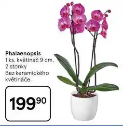 Tesco Phalaenopsis, 1 ks, květináč 9 cm, 2 stonky Bez keramického květináče nabídka