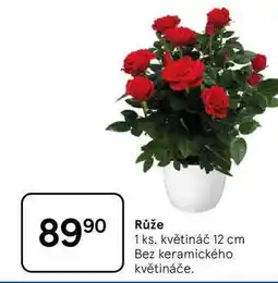 Tesco Růže, 1 ks, květináč 12 cm, Bez keramického květináče nabídka