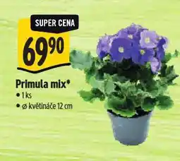 Albert Primula mix nabídka