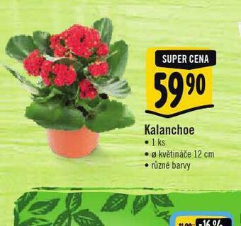 Albert Kalanchoe nabídka