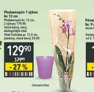 Globus Orchidea - phalaenopsis nabídka