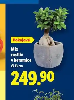 Lidl Mix rostlin v keramice nabídka
