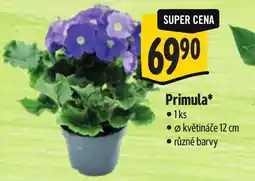 Albert Primula nabídka