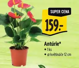 Albert Antúrie nabídka