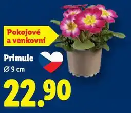 Lidl Primule nabídka