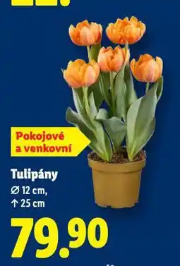 Lidl Tulipány nabídka