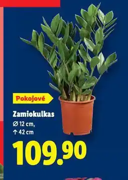 Lidl Zamiokulkas nabídka
