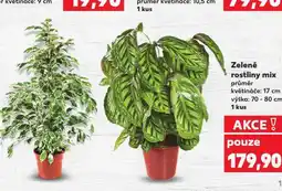 Kaufland Zelené rostliny mix nabídka