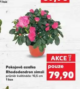 Kaufland Pokojová azalka nabídka