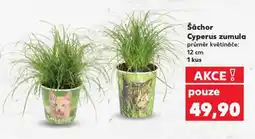Kaufland Šáchor cyperus zumula nabídka