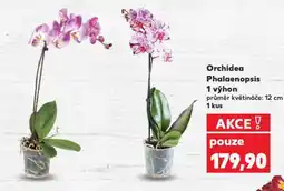 Kaufland Orchidea phalaenopsis nabídka