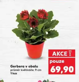 Kaufland Gerbera v obalu nabídka