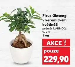 Kaufland Ficus ginseng v keramickém květináči nabídka
