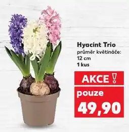 Kaufland Hyacint trio nabídka
