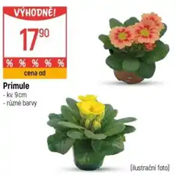 Globus Primule nabídka