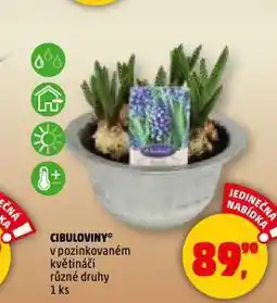 Penny Market Cibuloviny nabídka