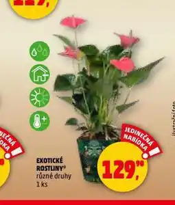 Penny Market Exotické rostliny nabídka