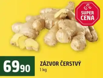 Terno Zázvor čerstvý nabídka